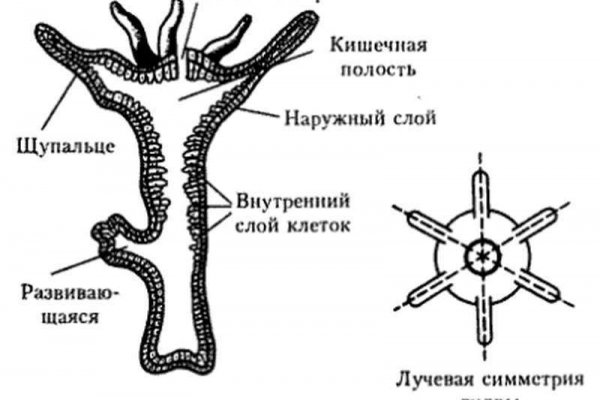 Сайт кракена в торе